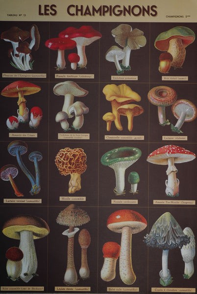 Florentine Print Les Champignons – Hollander's