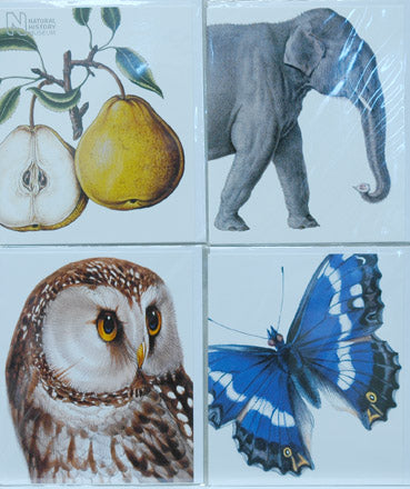 Single Card Assortment NHM Pear, Owl, Butterfly, Elephant