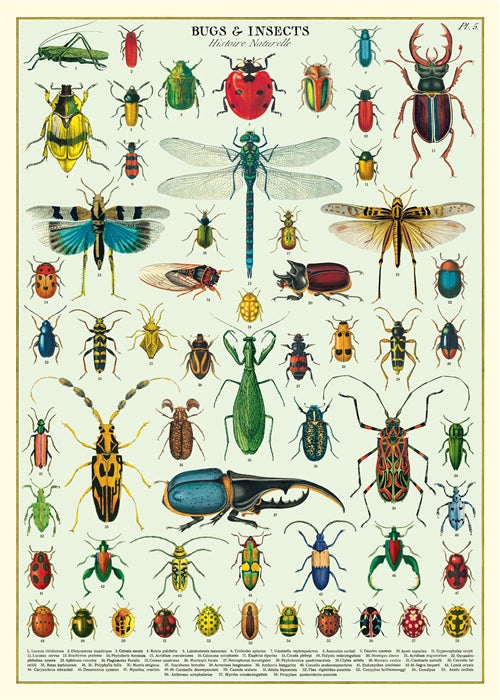 Florentine Print Bugs & Insects