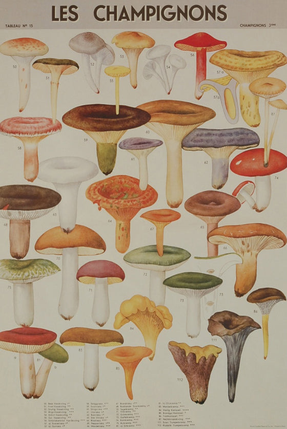 Florentine Print Les Champignons Mushrooms