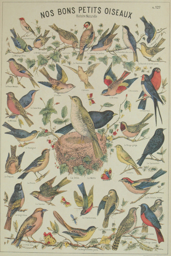 Florentine Print Bird Chart French
