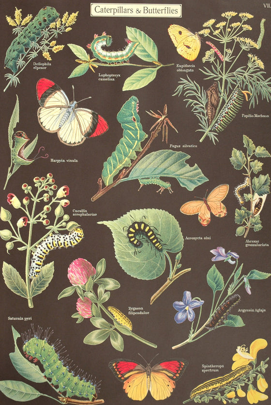 Florentine Print Caterpillars & Butterflies