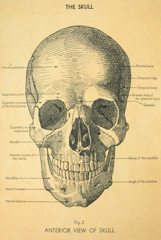 Florentine Print Skull