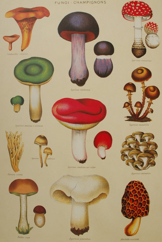 Florentine Print Fungi Champignons