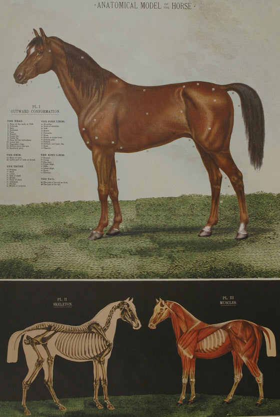 Florentine Print Horse Anatomical Model