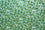 Chiyogami Green & Gold Leaves