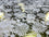 Indian Foil Distressed Gold with White Flowers -- NEW