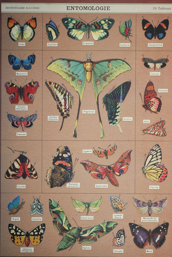 Florentine Print Entomology - NEW