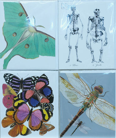 Single Card Assortment NHM Moth, Butterfly, Dragonfly, Skeleton