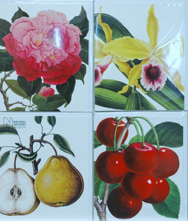 Single Card Assortment NHM Camelia, Pear, Cherry, Iris
