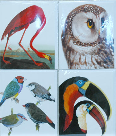 Single Card Assortment NHM Flamingo, Finch, Toucan, Owl