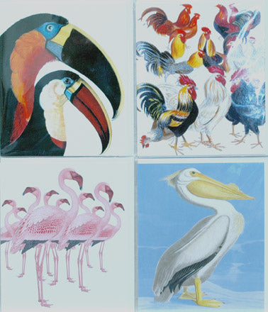 Single Card Assortment NHM Toucan, Flamingo, Pelican, Chickens