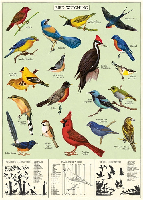 Florentine Print Study of Birds