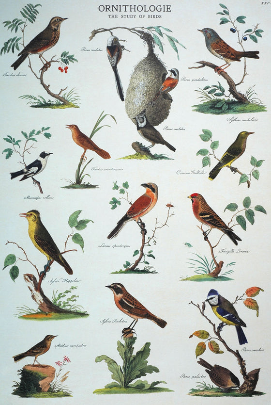 Florentine Print Ornithologie