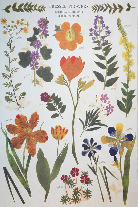 Florentine Print Pressed Flowers