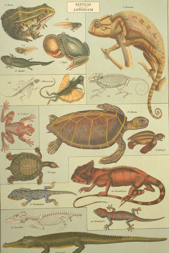 Florentine Print Reptiles & Amphibians