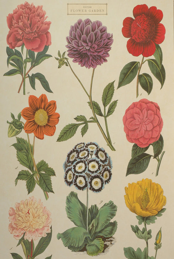 Florentine Print British Flower Garden