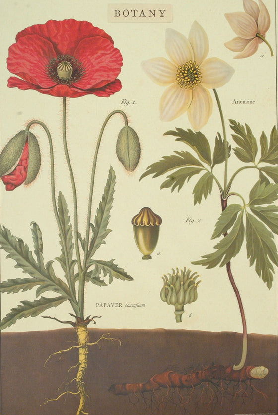 Florentine Print Botany