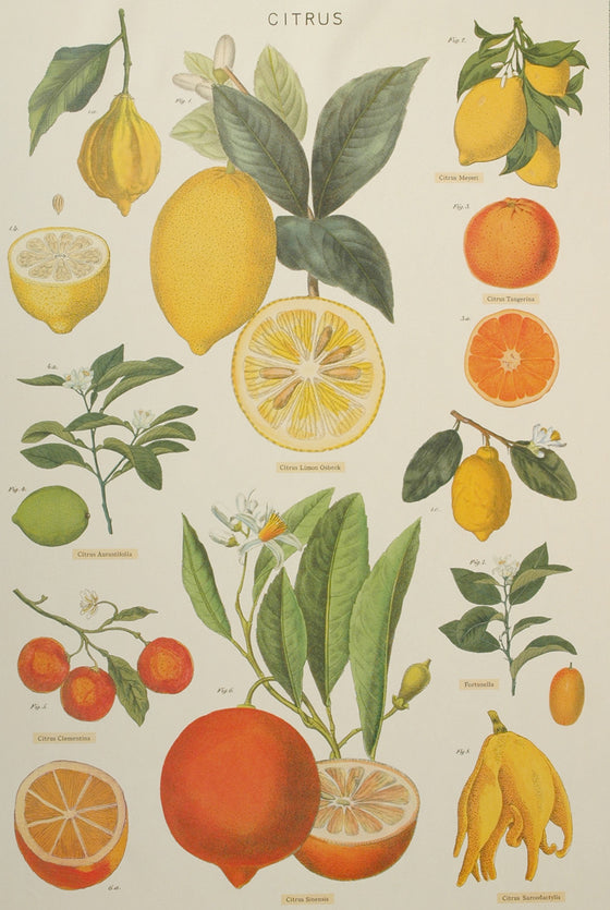 Florentine Print Citrus
