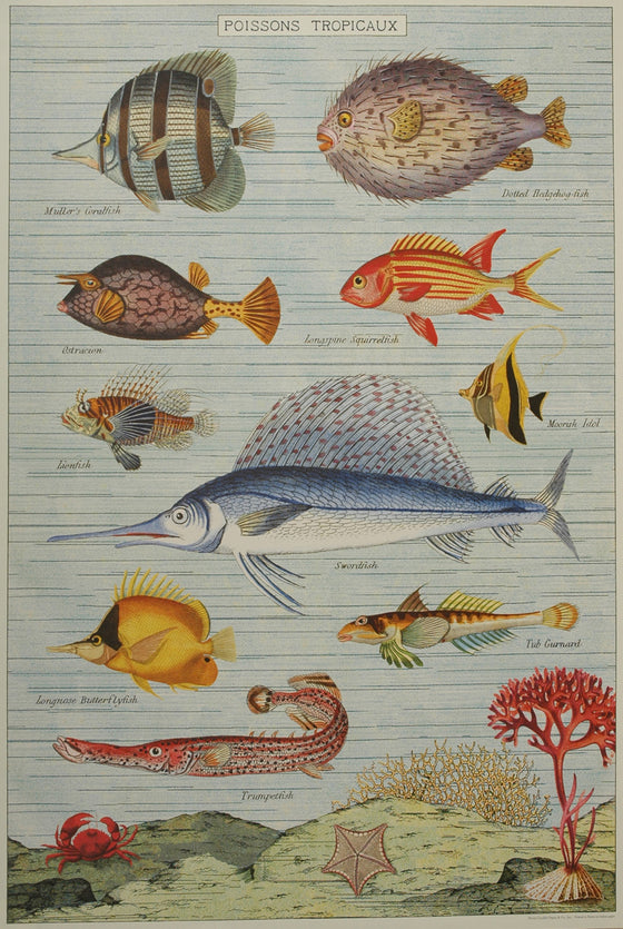 Florentine Print Tropical Fish