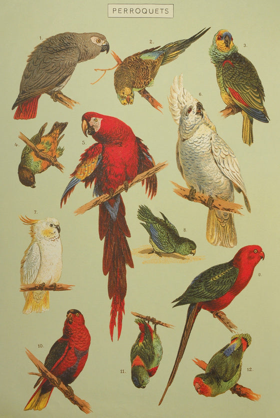 Florentine Print Parrots