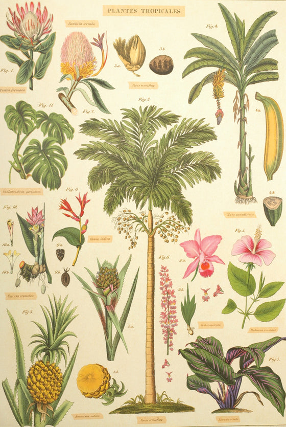 Florentine Print Plantes Tropicales
