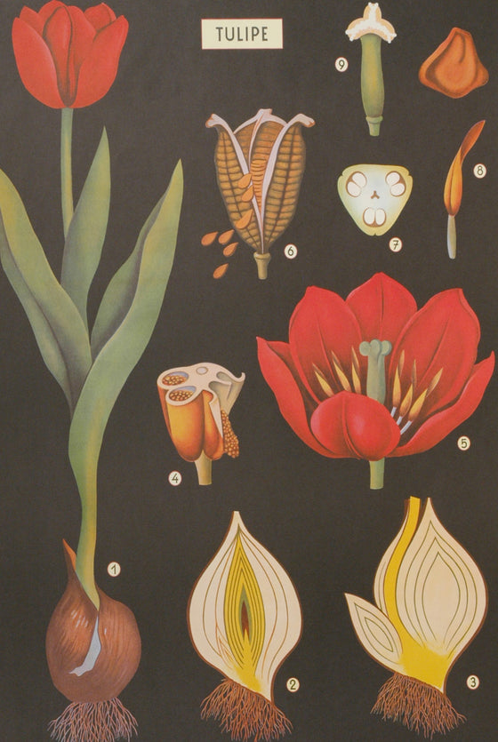 Florentine Print Tulipe