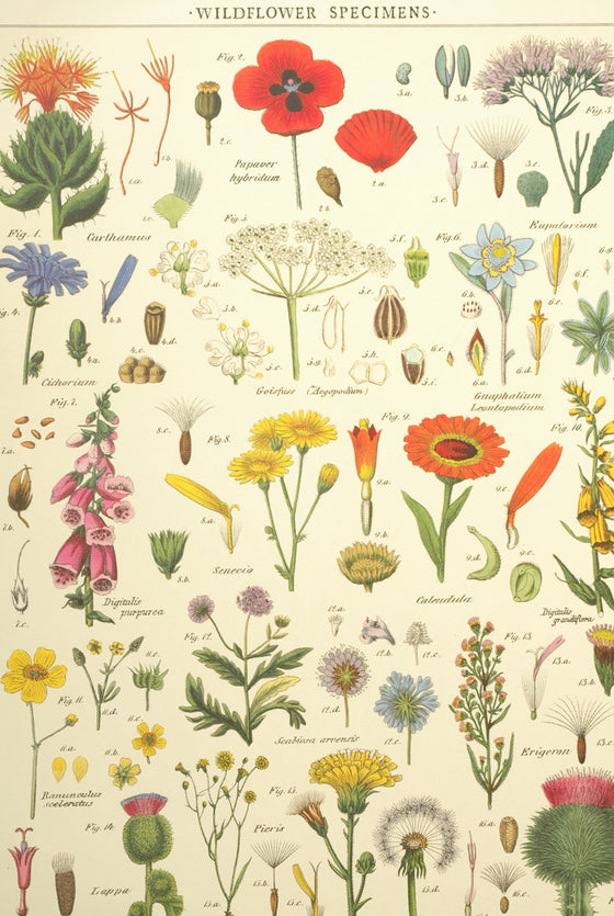 Florentine Print Wildflower Specimens
