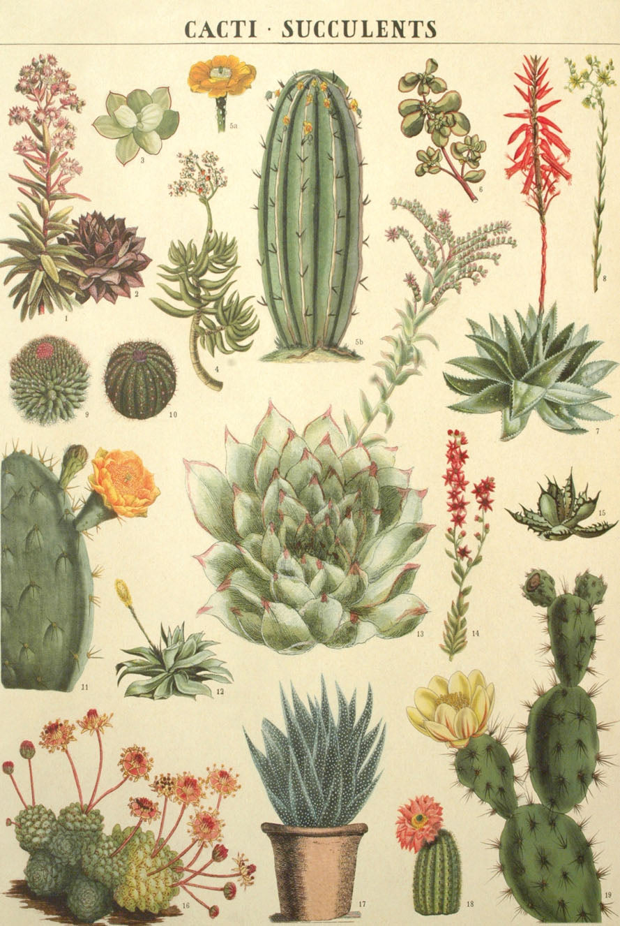 Florentine Print Cacti & Succulents – Hollander's