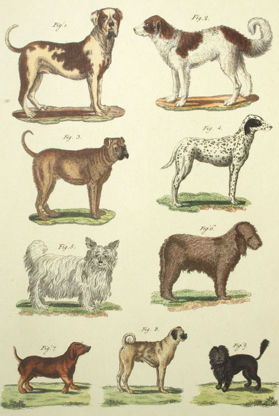 Florentine Print Dog Chart