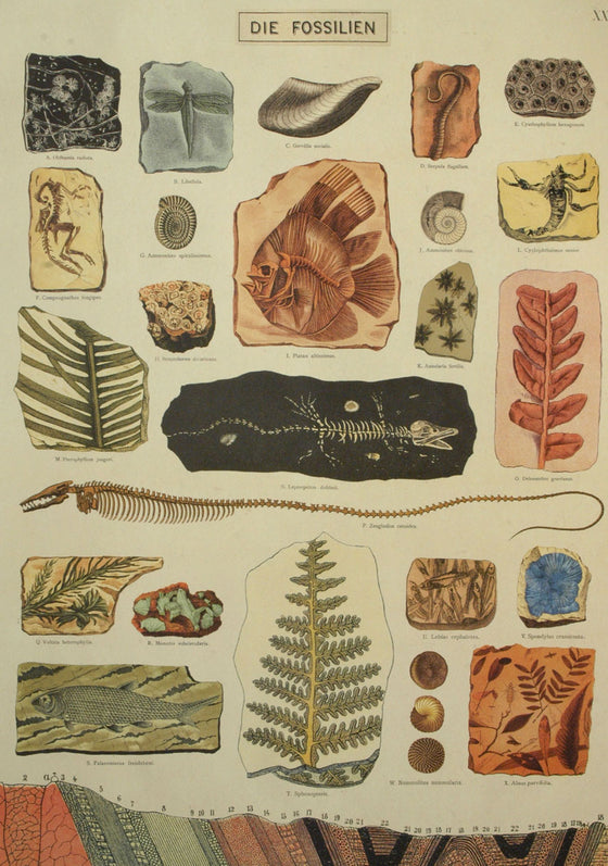 Florentine Print Fossils