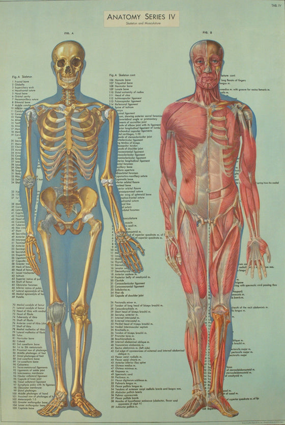 Florentine Print Anatomy Series IV