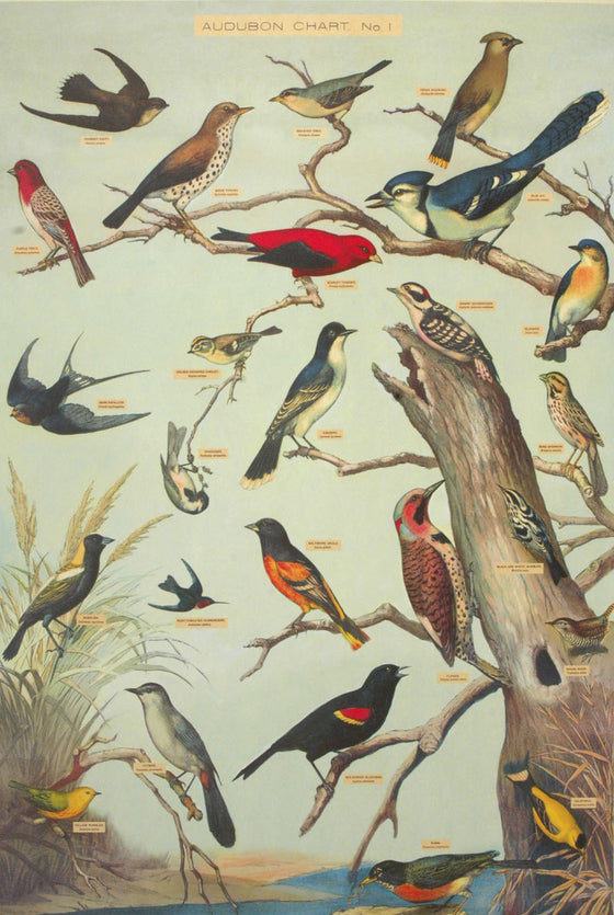 Florentine Print Audubon Birds