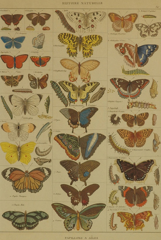 Florentine Print Natural History Butterflies