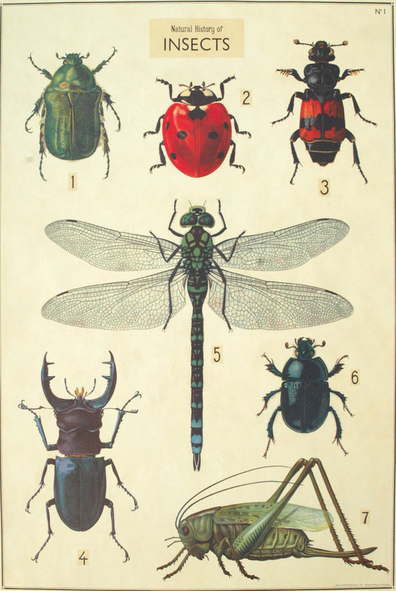 Florentine Print Natural History Seven Insects