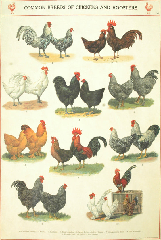 Florentine Print Chickens & Roosters