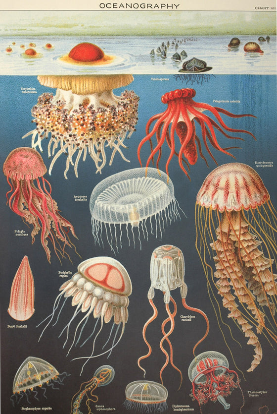 Florentine Print Jellyfish