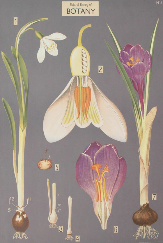 Florentine Print Natural History Botany