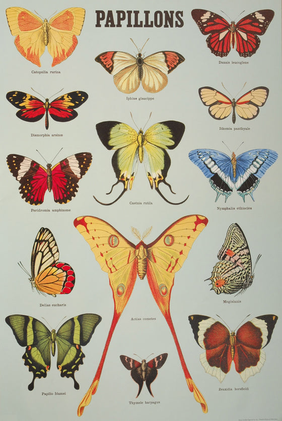Florentine Print Papillons