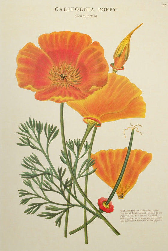 Florentine Print California Poppy