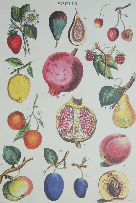 Florentine Print Fruits Fig 1 to 11a