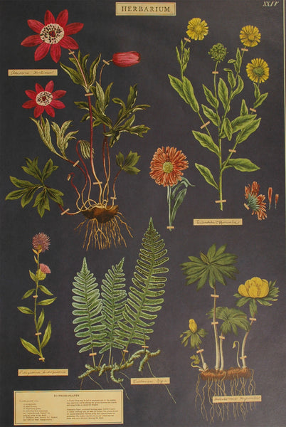 Florentine Print Herbarium – Hollander's