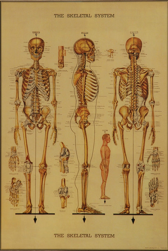 Florentine Print Skeleton