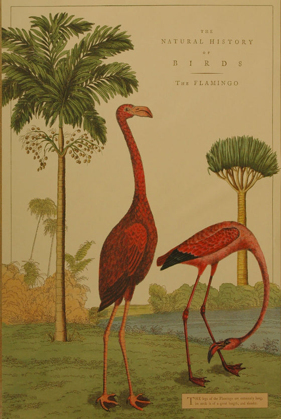 Florentine Print Flamingo